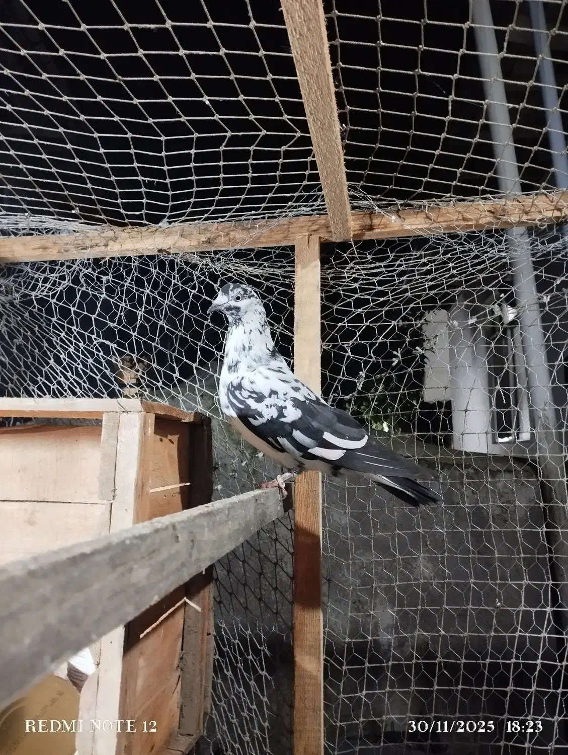 کبوتر پرشی ساعت بالا|پرنده|املش, |دیوار