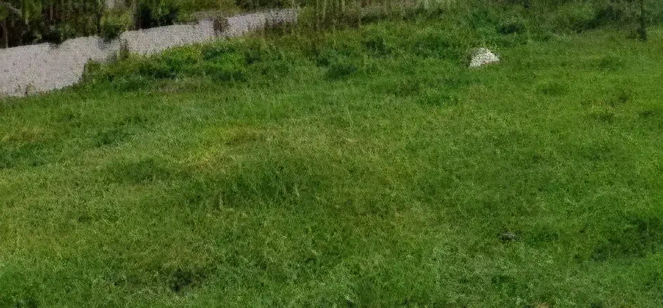 زمین فروشی|فروش زمین و ملک کلنگی|لاهیجان, بازکیاگوراب|دیوار