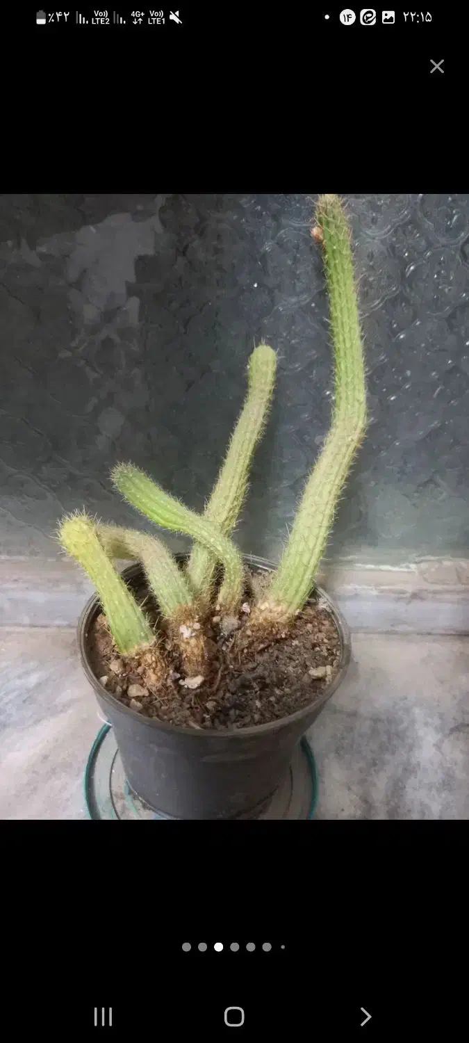 گل طبیعی زیبا|گل و گیاه طبیعی|بیرجند, |دیوار