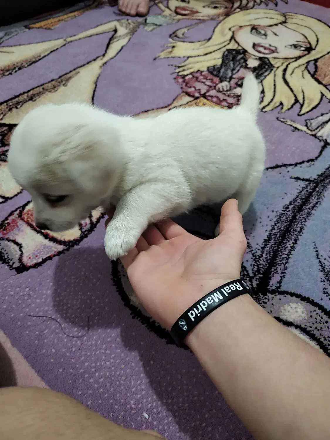 توله سگ نژاد اشپیتز|سگ|رباط‌کریم, مسکن مهر آبشناسان|دیوار