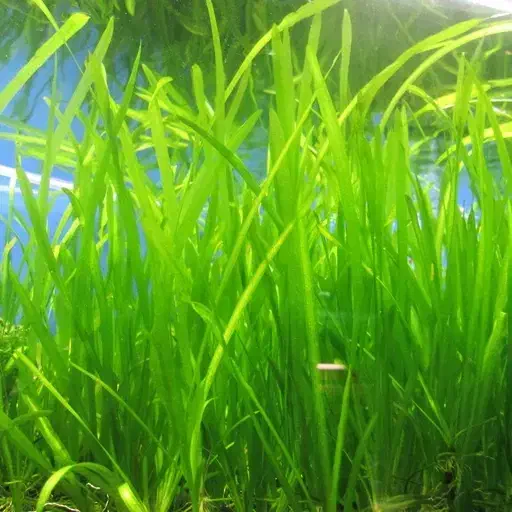 گیاه گندمی اکواریومی|ماهی|قم, خداکرم|دیوار