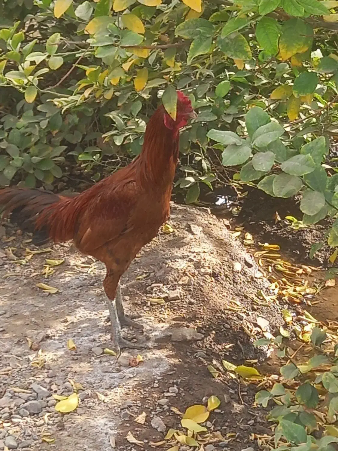 خروس لاری|حیوانات مزرعه|بافت, |دیوار