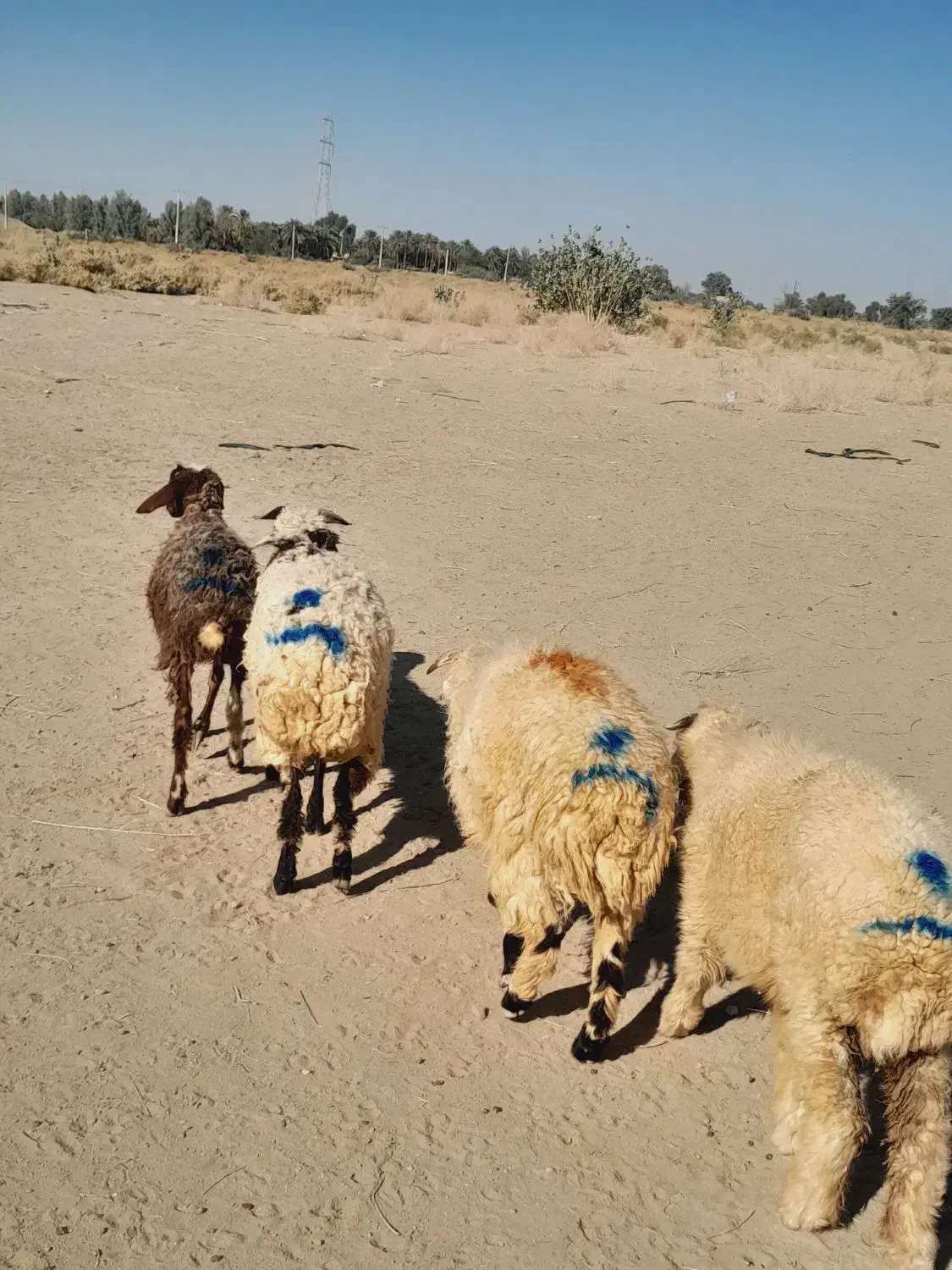 ۴راس بره نر|حیوانات مزرعه|جیرفت, |دیوار