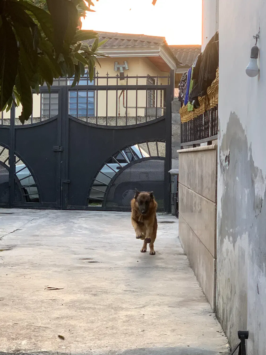 سگ ژرمن شپرد|سگ|نوشهر, |دیوار