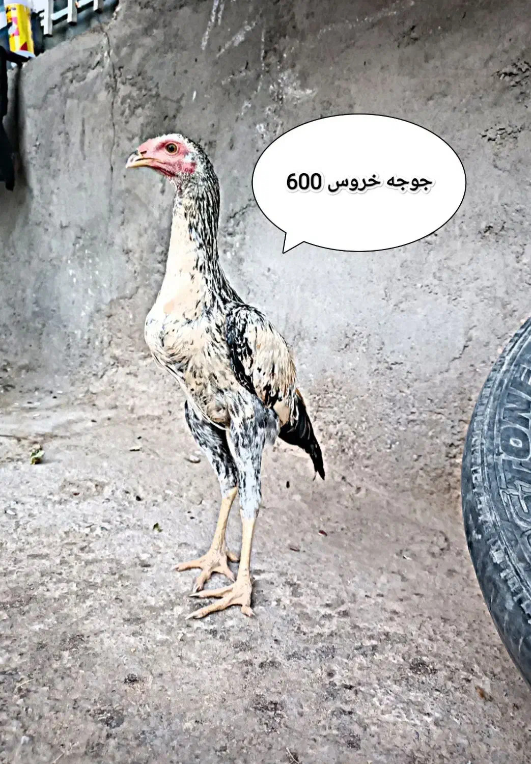 لاری|حیوانات مزرعه|تربت جام, المهدی|دیوار