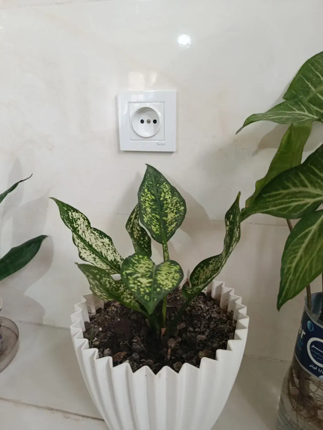 گل و گیاه|گل و گیاه طبیعی|آق قلا, |دیوار