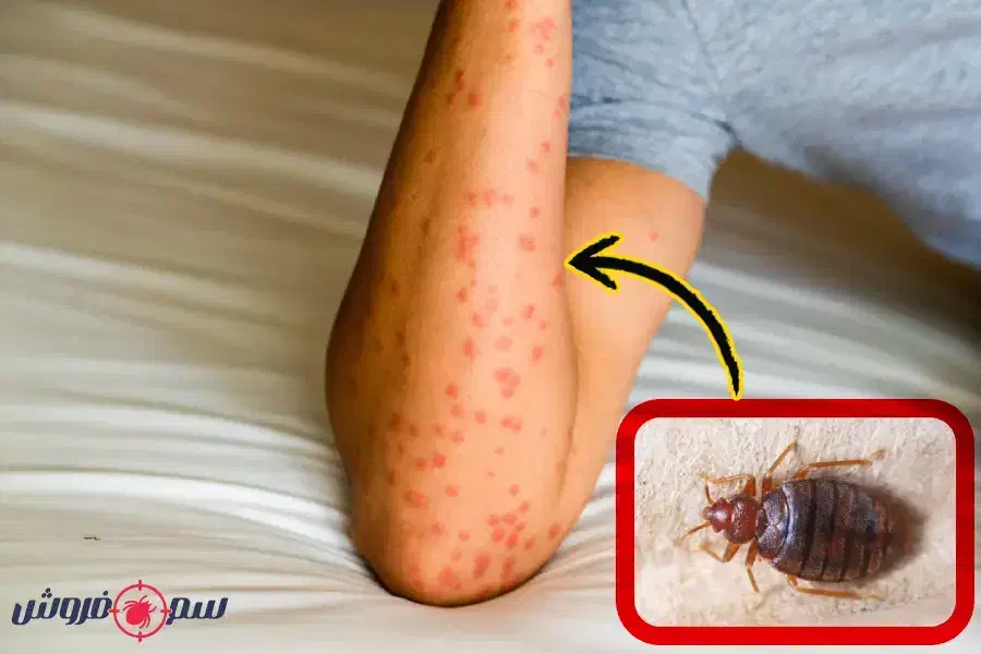 سم پاشی حشرات و موش و ..تضمینی و تخصصی|خدمات نظافت|کرمان, |دیوار