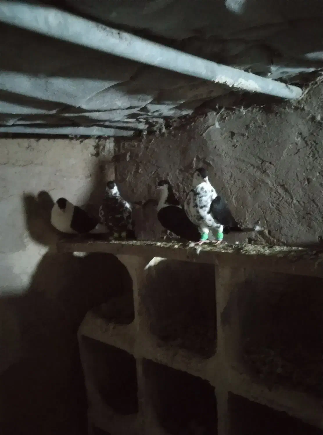 کفتر  رنگه قشنگ ۵ عدد فقد تماس بگیرید|پرنده|رضویه, |دیوار