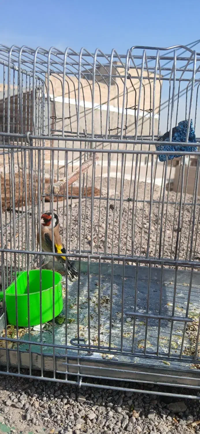 سهره نر /معاوزه با قناری نر|پرنده|قزوین, |دیوار