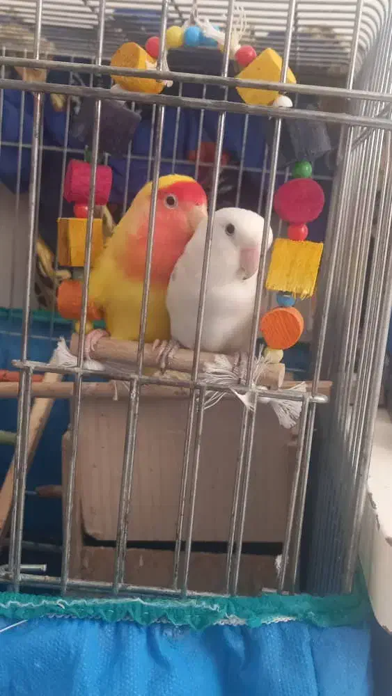 طوطی برزیلی جفت|پرنده|تهران, زرکش|دیوار