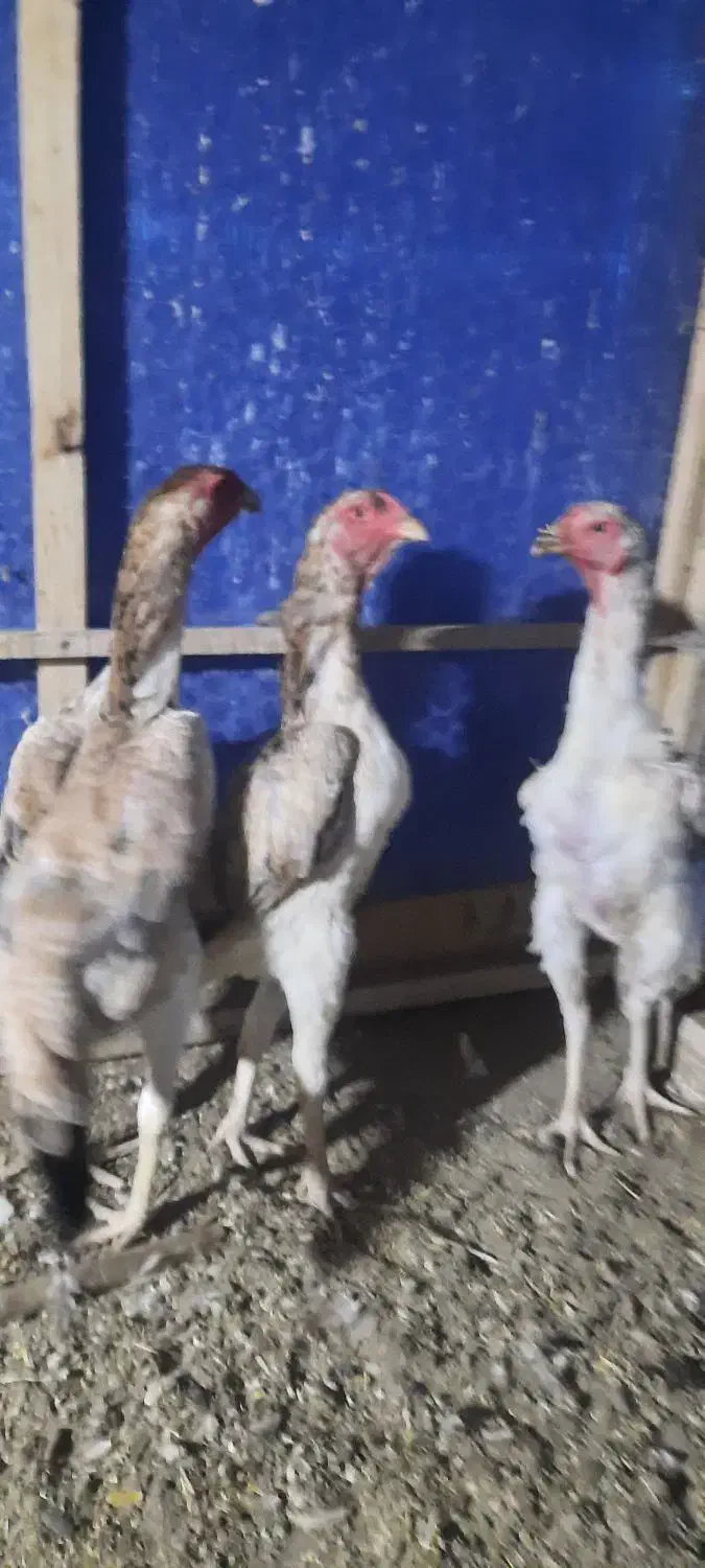 تخم لاری اوشامو نطفه دار|حیوانات مزرعه|مشهد, کوشش|دیوار