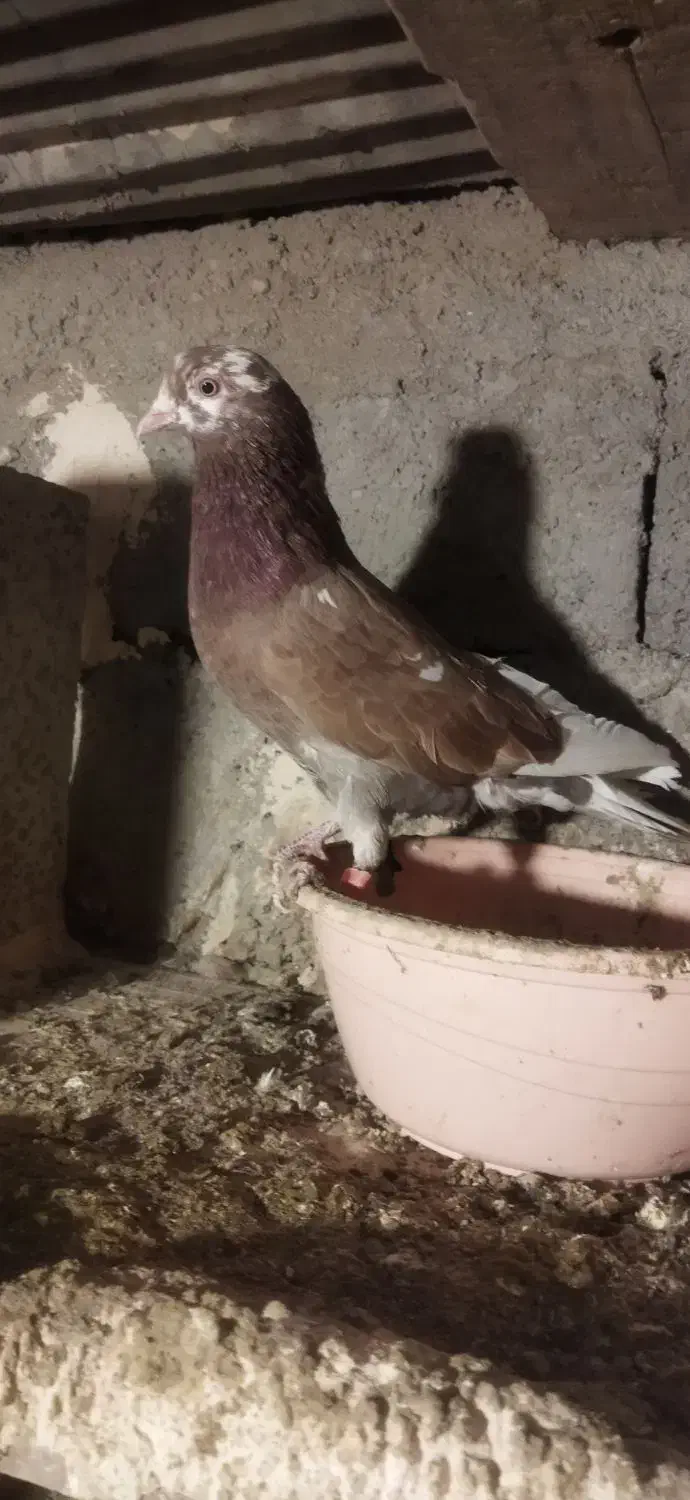 کبوتر غریبه|پرنده|نقده, |دیوار