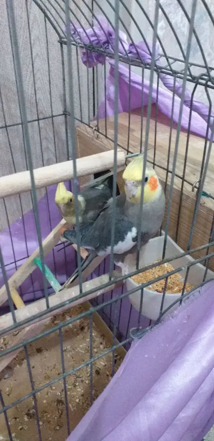 عروس هلندی|پرنده|گلستان (تهران), |دیوار