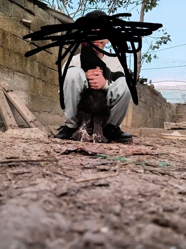 فروش مرغ برهما بلک و لایت|حیوانات مزرعه|آستانه سرا, |دیوار