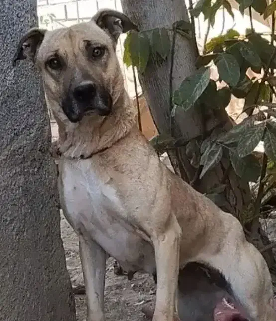 ماده شکاری|سگ|خرمآباد, |دیوار