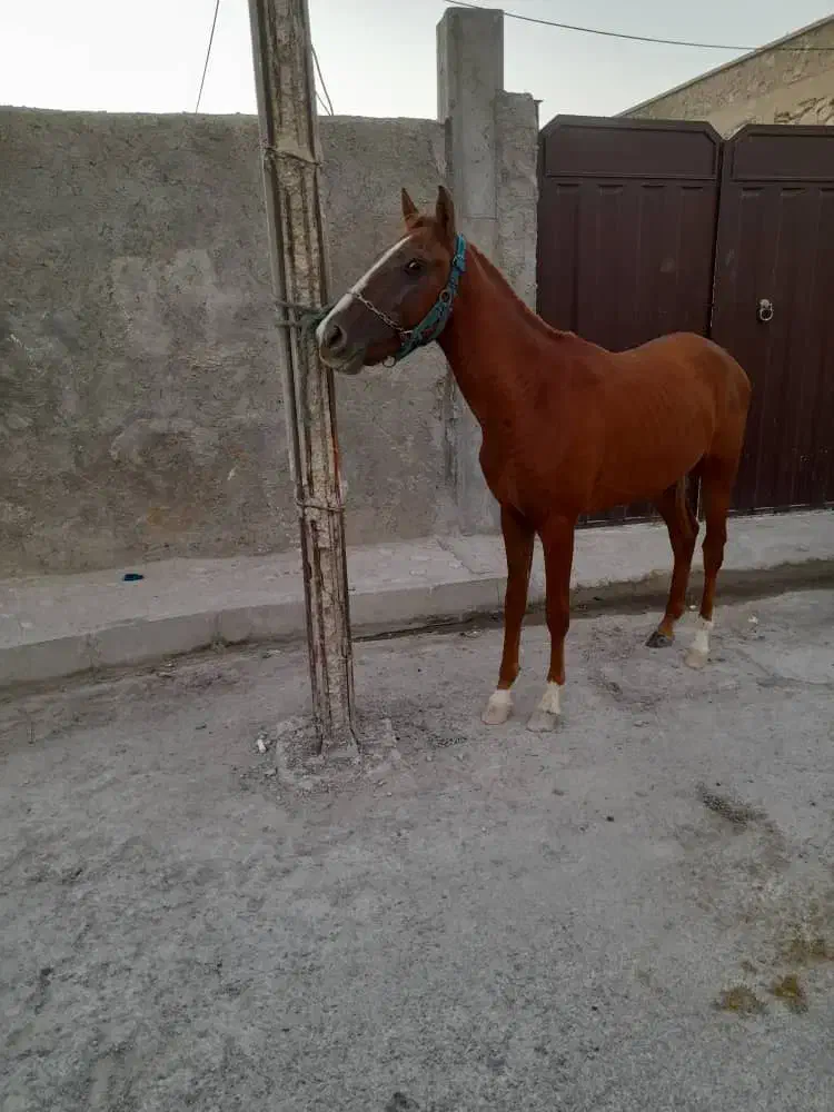 اسب|اسب و تجهیزات اسبسواری|اهرم, |دیوار