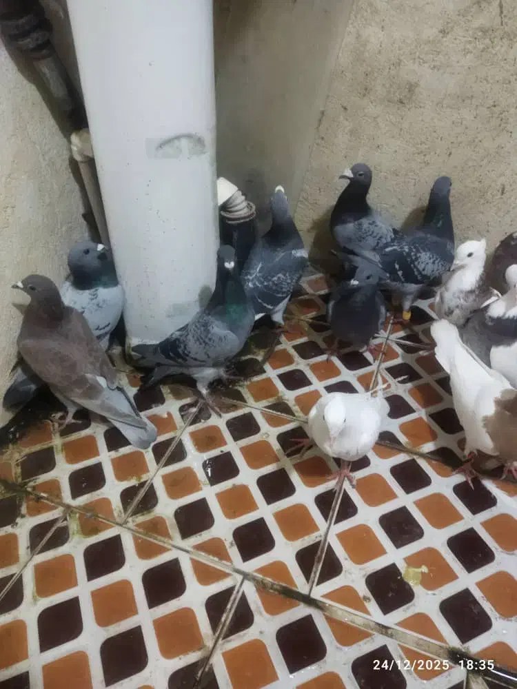 کفتر|پرنده|فیروزآباد (فارس), |دیوار