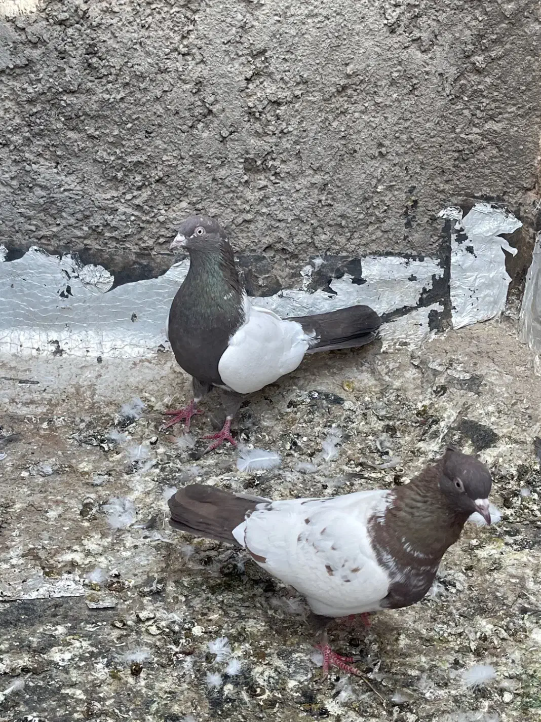 کبوتر|پرنده|اردکان, |دیوار