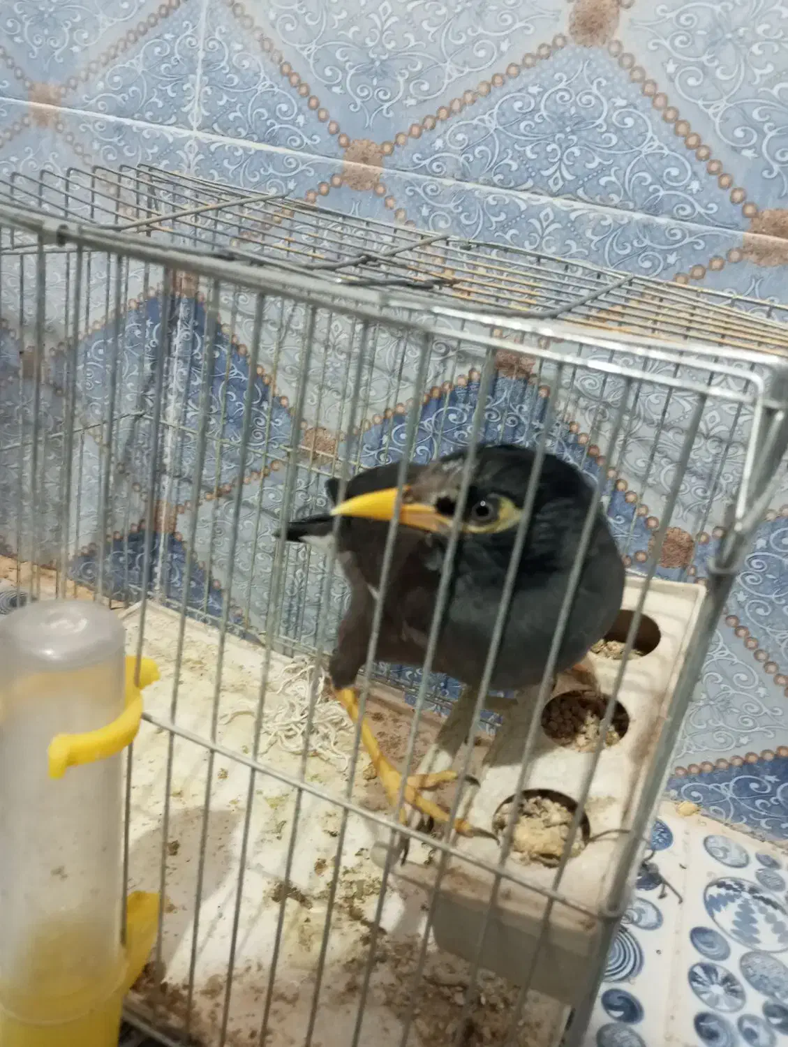 مرغ مینا|پرنده|زاهدان, |دیوار