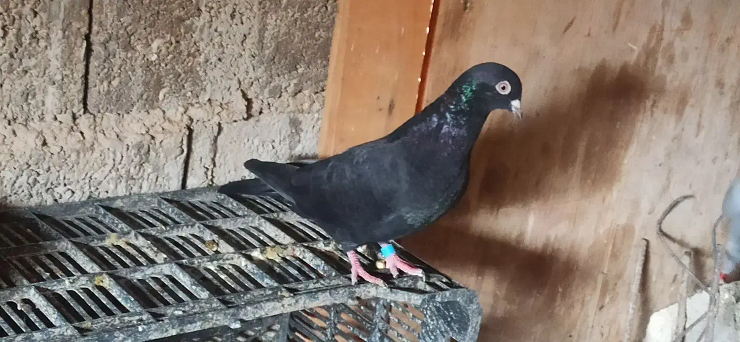 معاوضه|پرنده|بندر گناوه, |دیوار