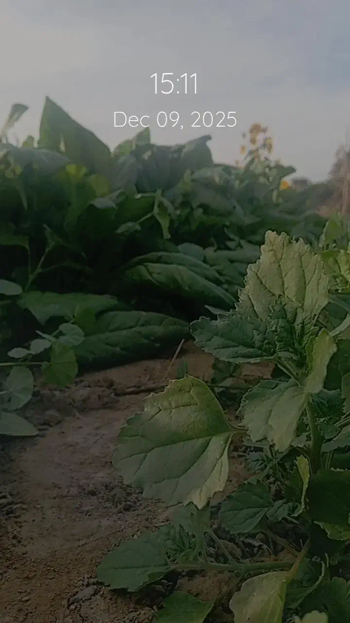 بادمجان|خوردنی و آشامیدنی|میناب, |دیوار