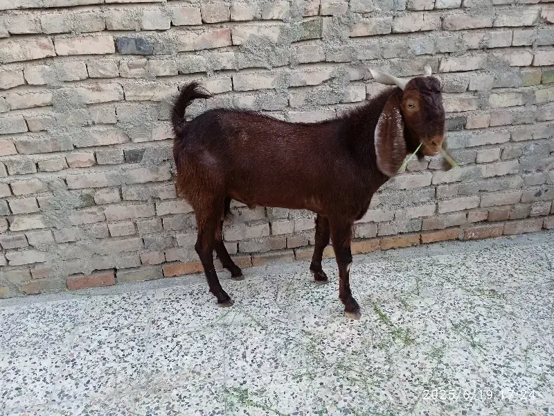 گوسفند فروشی|حیوانات مزرعه|ایرانشهر, |دیوار