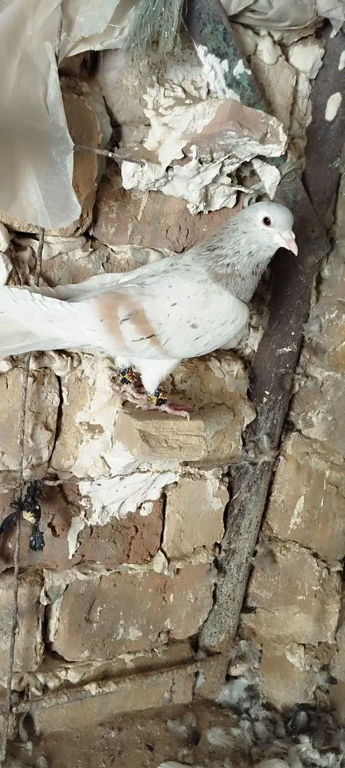 کبوتر چپ|پرنده|زهک, |دیوار