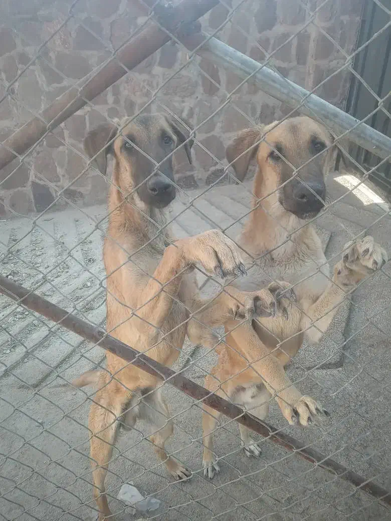 واگذاری رایگان دو قلاده سگ شکاری نر|سگ|دماوند, دماوند|دیوار