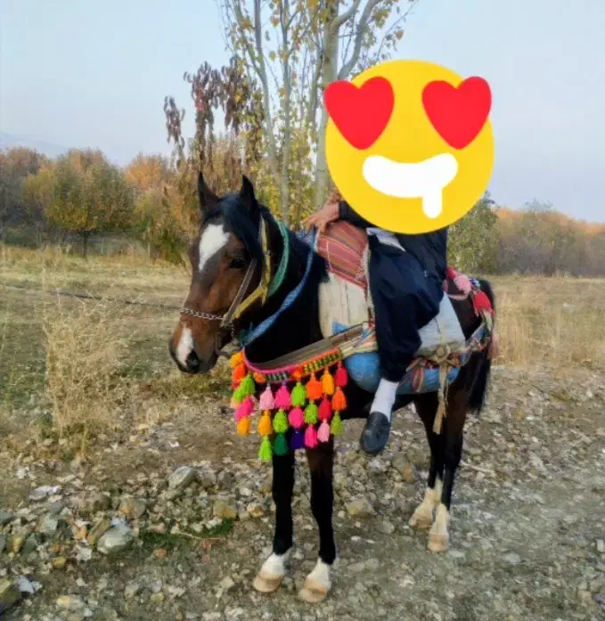 اسب نر|اسب و تجهیزات اسب‌سواری|اشنویه, |دیوار