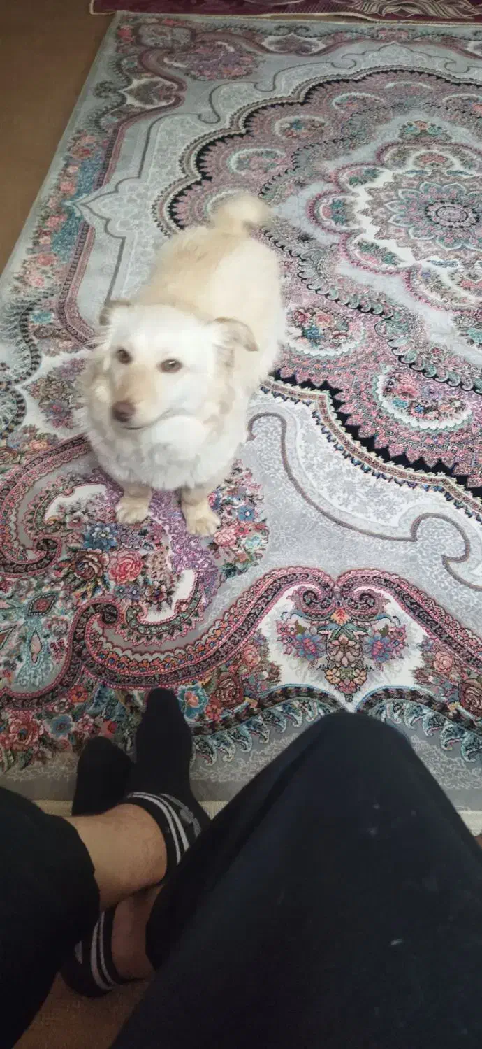 پاکوتاه|سگ|مرند, |دیوار