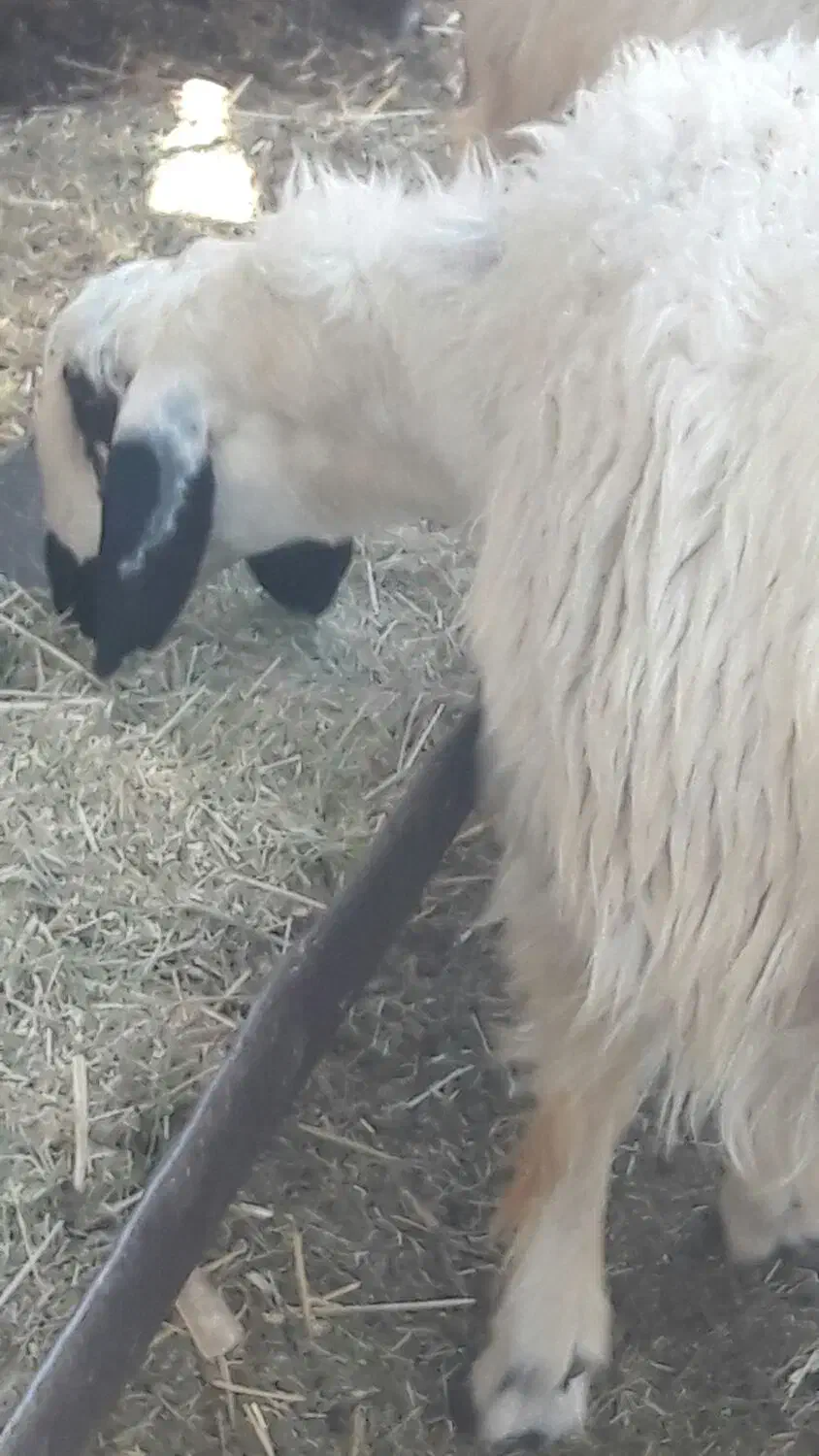 فروش بره ماده چاق در کفترک|حیوانات مزرعه|شیراز, کفترک|دیوار