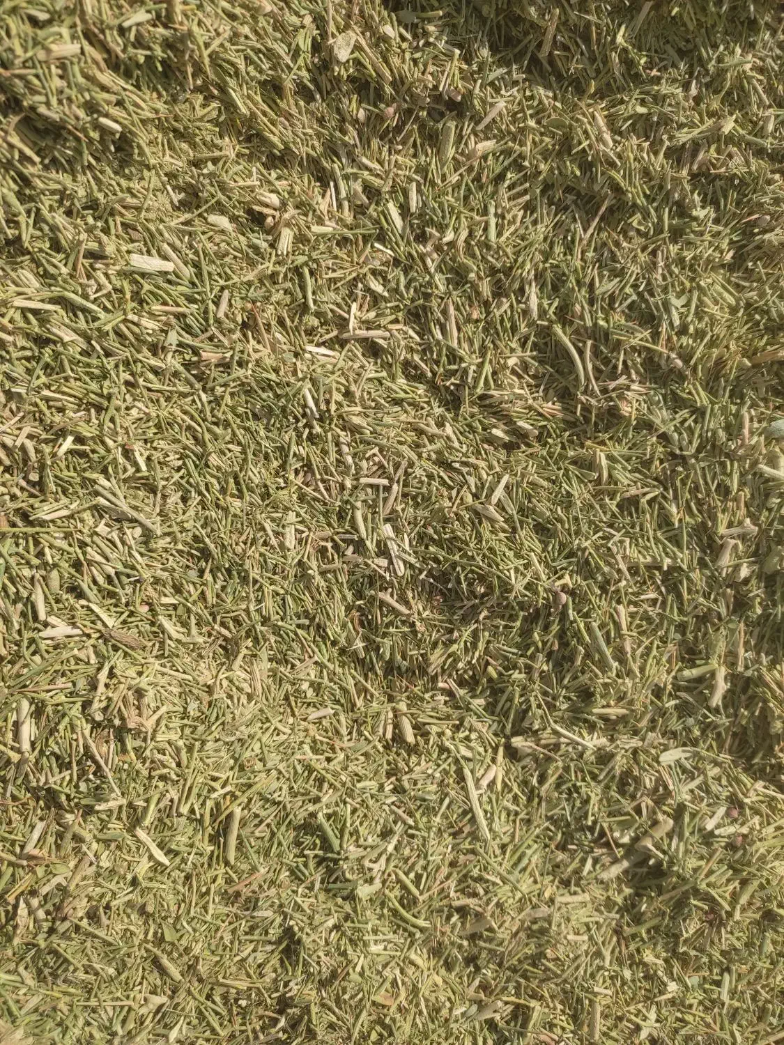 خارشتر برای دام و شترمرغ و گاو داری و عرق گیری|حیوانات مزرعه|شیراز, احمدی جنوبی|دیوار