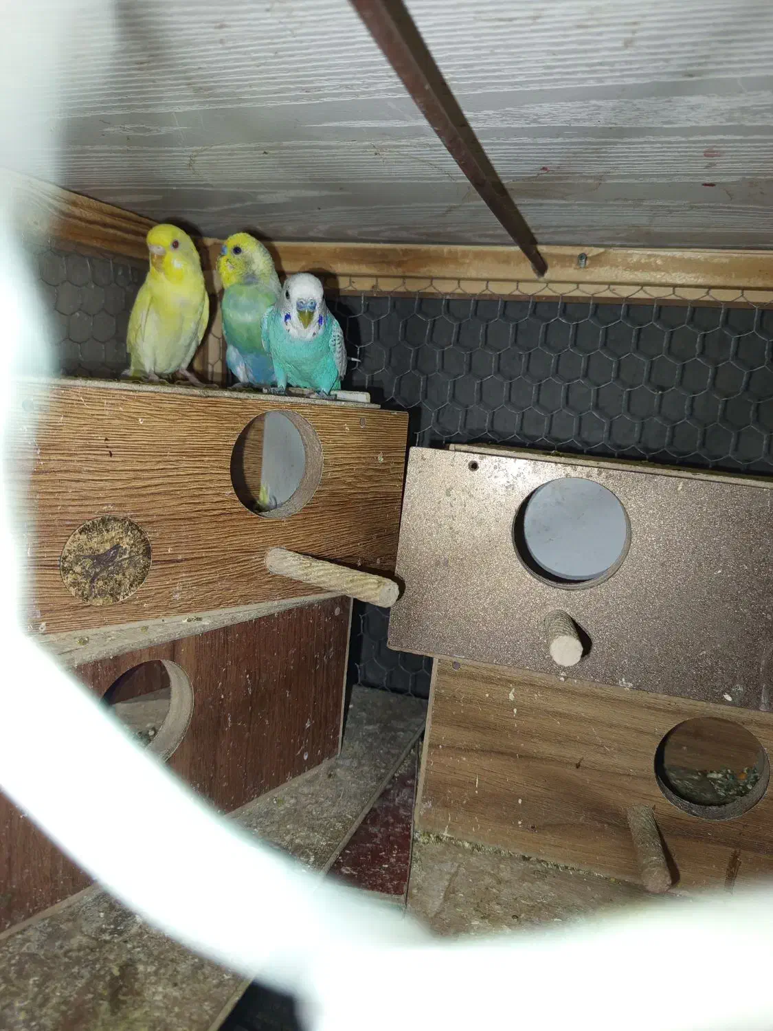 ۳جفت مرغ عشق رنگین کمانی وزرد هلندی خوشکل|پرنده|کرمان, |دیوار