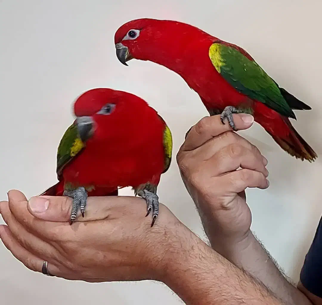 معاوضه و خریدار انواع پرندگان زینتی|پرنده|تهران, الهیه|دیوار