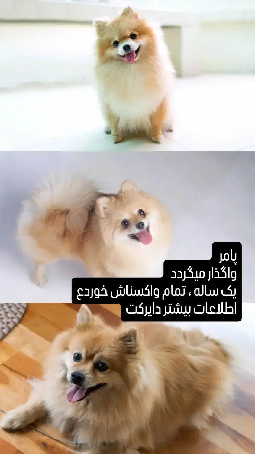 واگذاری سگ پامر|سگ|جهرم, |دیوار