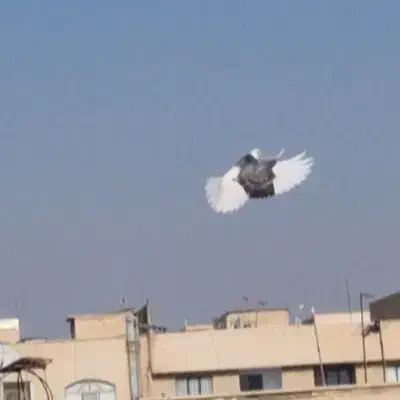 قیمت مقطوع مقطوع|پرنده|قرچک, زیبا شهر|دیوار