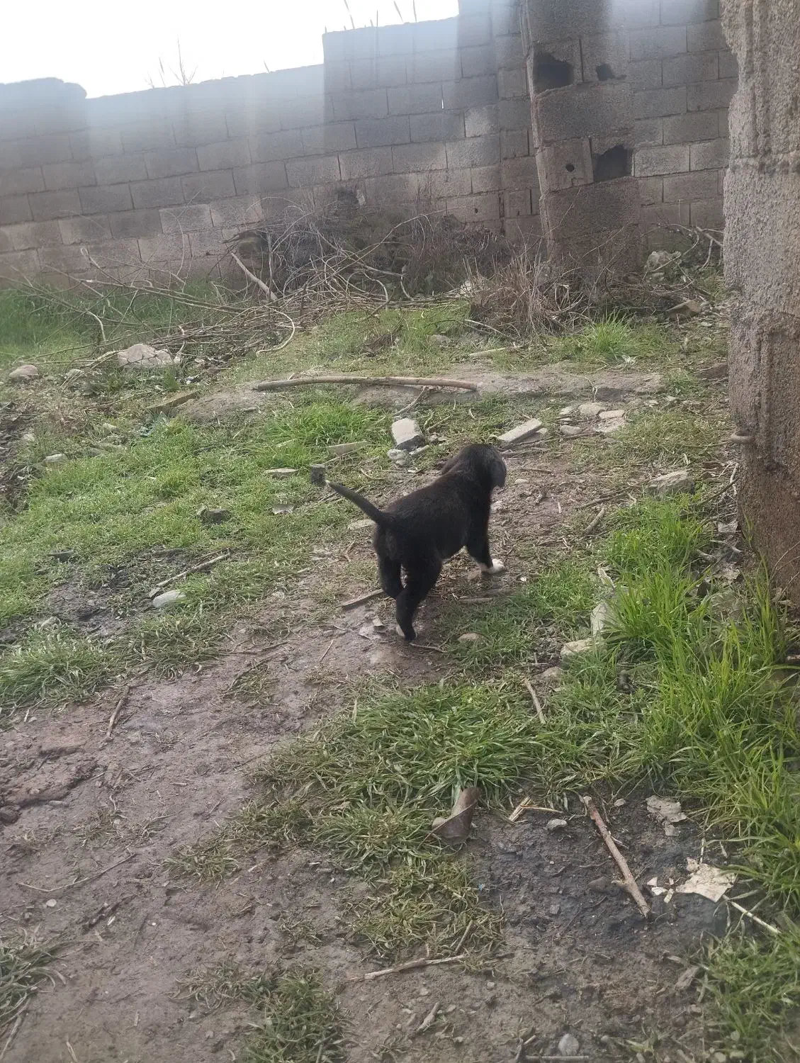 توله سگ|سگ|سنگدوین, |دیوار