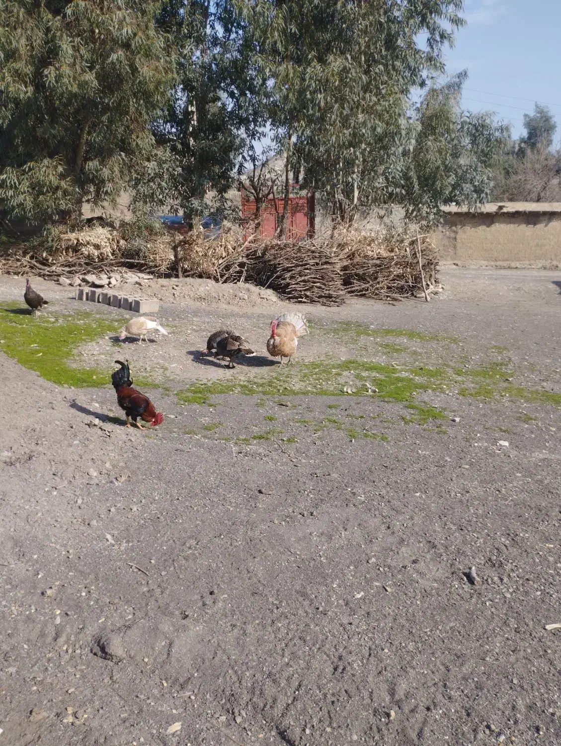 بوقلمون|حیوانات مزرعه|جوانرود, |دیوار