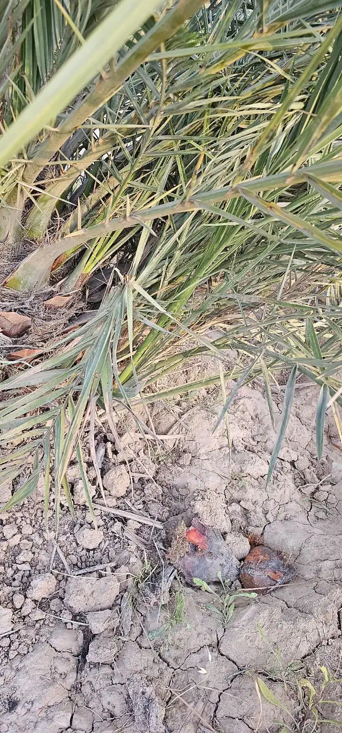 فروش پاجوش (دمیت) نخل مجول ، پیارم ، خنیزی|خدمات باغبانی و درختکاری|بندر گناوه, |دیوار