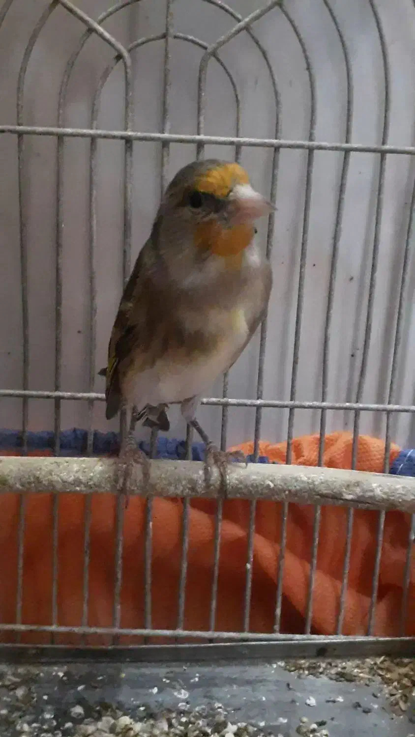 سهره قناری دهن دار دهن لر بی غلط اس|پرنده|کرمانشاه, |دیوار