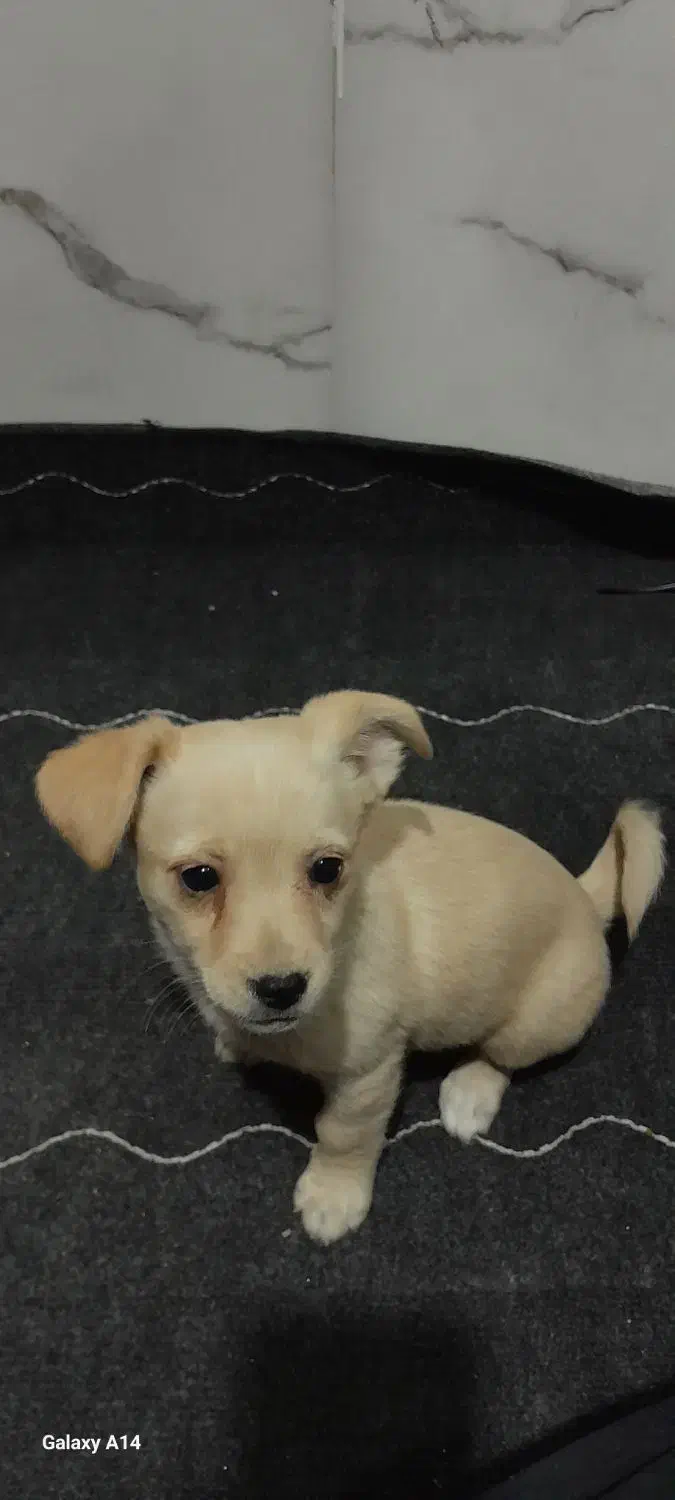 واگذاری سگ پامر اشپیتز|سگ|اهواز, کمپلو جنوبی|دیوار