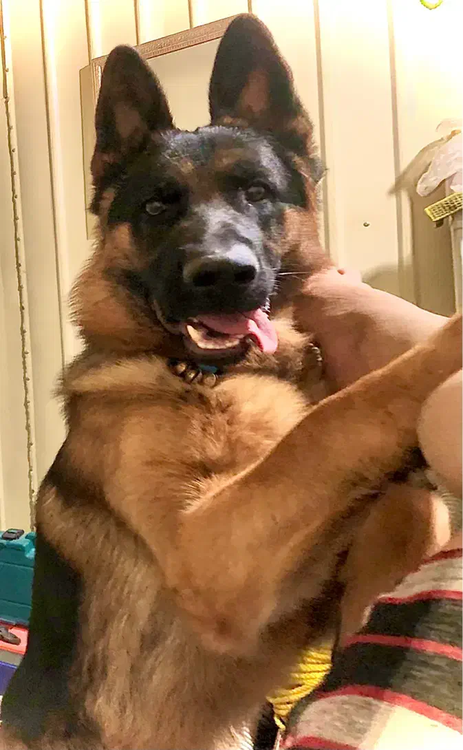 سگ ژرمن شولاین نر شناسنامه دار عالی|سگ|اصفهان, آبشار|دیوار