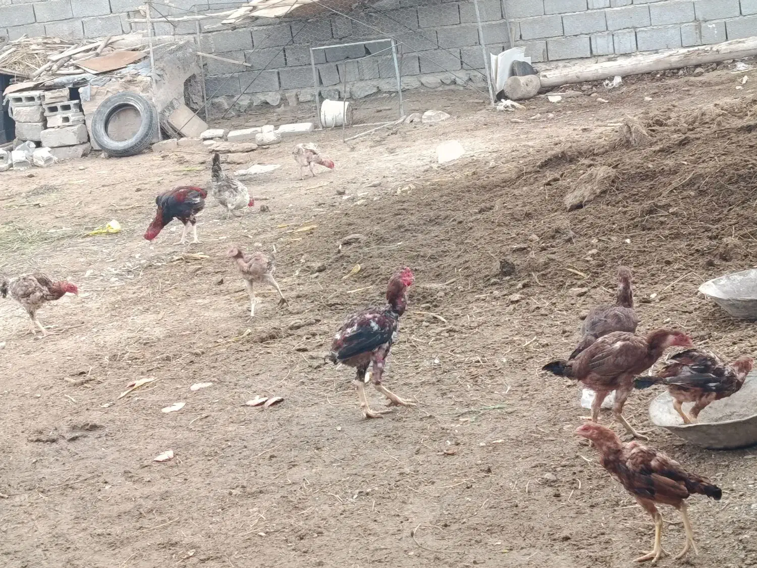 تعدادی مرغ و خروس لاری|حیوانات مزرعه|خوی, |دیوار