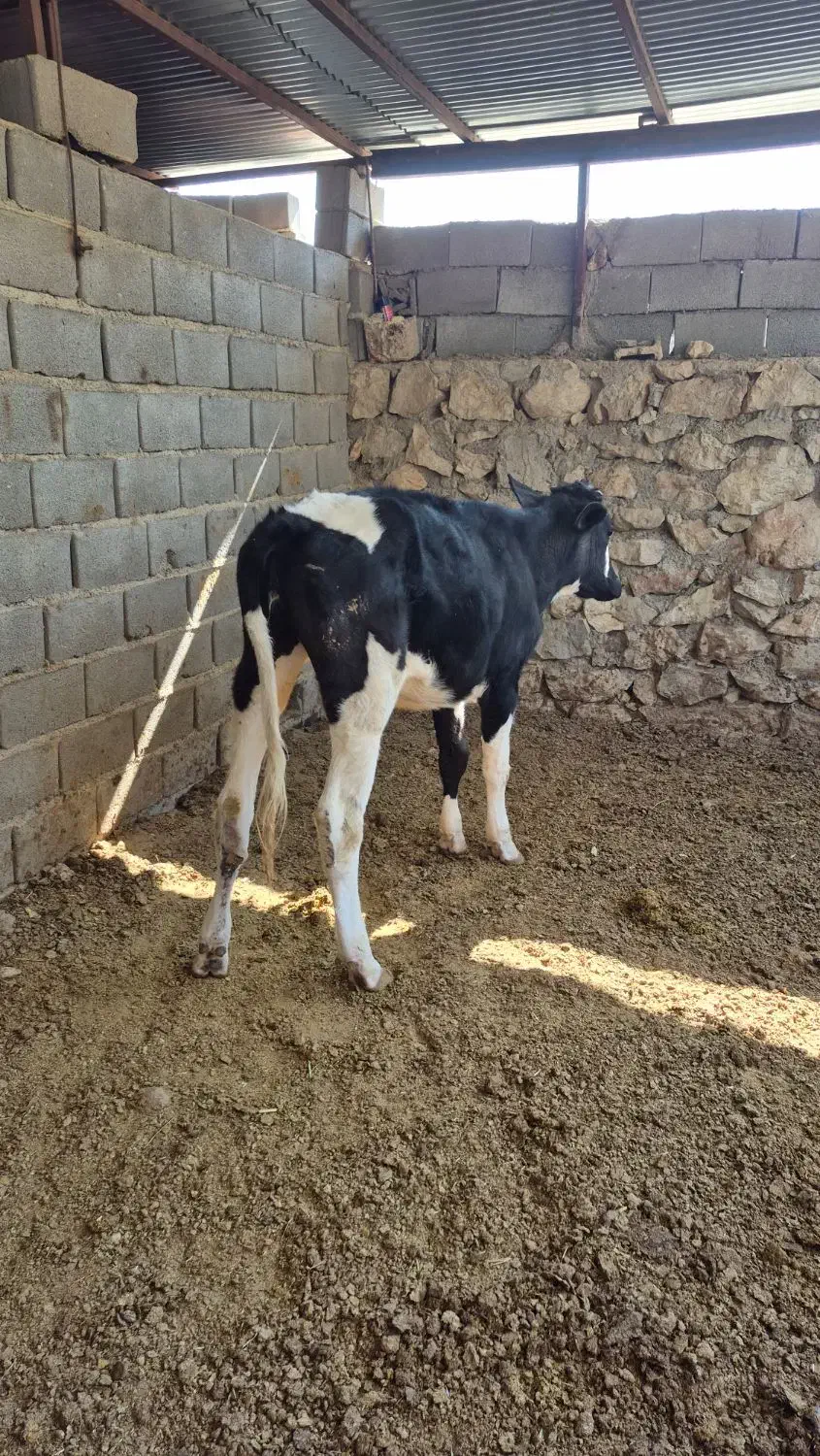 گوساله ماده|حیوانات مزرعه|سرفاریاب, |دیوار
