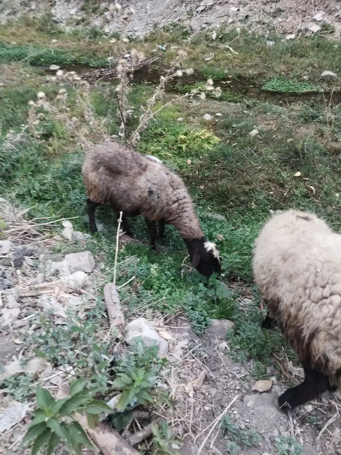 میش افشاری ابستن|حیوانات مزرعه|خوانسار, |دیوار