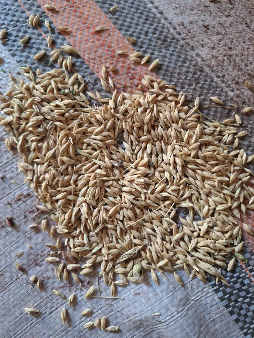 فروش جو|لوازم جانبی حیوانات|بروجرد, |دیوار