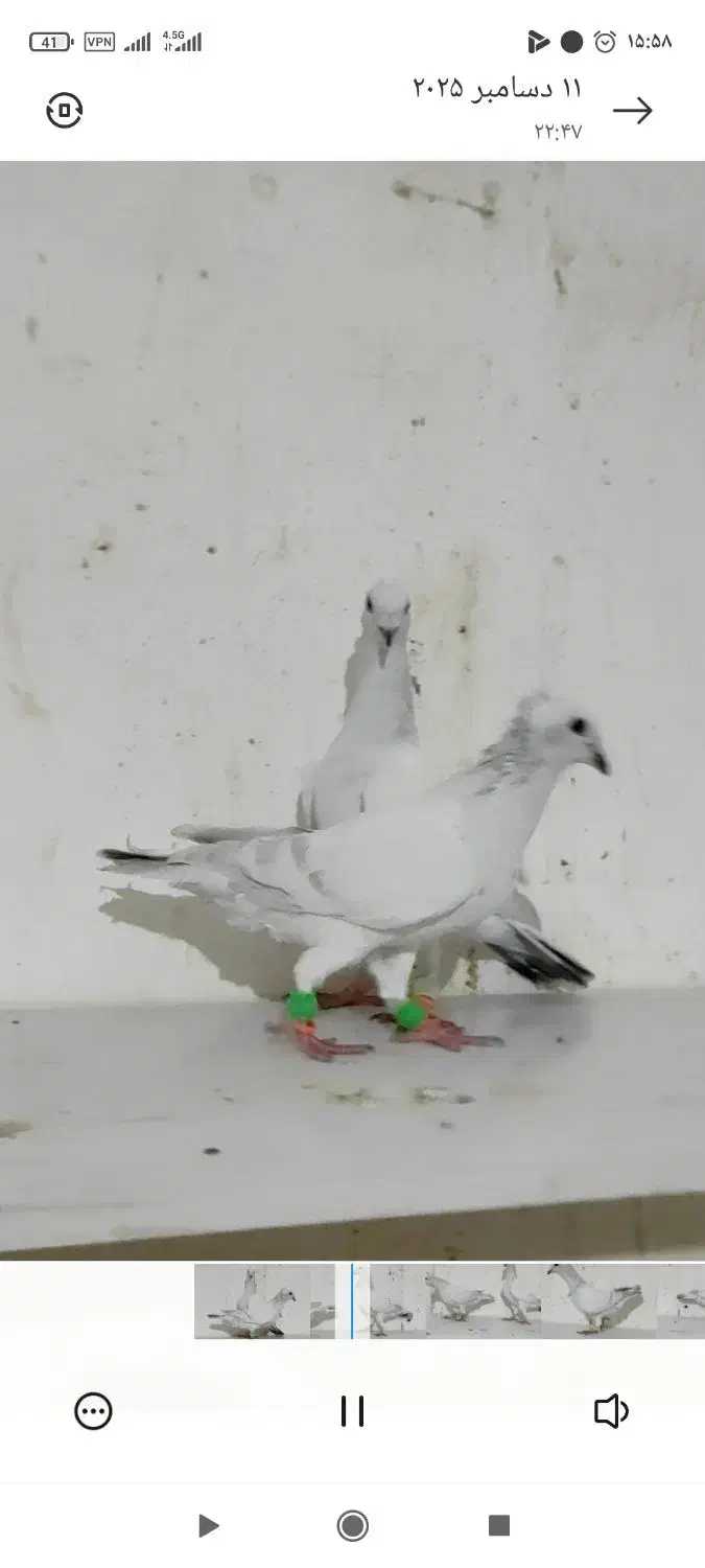 نروماده پاکستانی کاکلی کرمونی|پرنده|فرح دشت, |دیوار