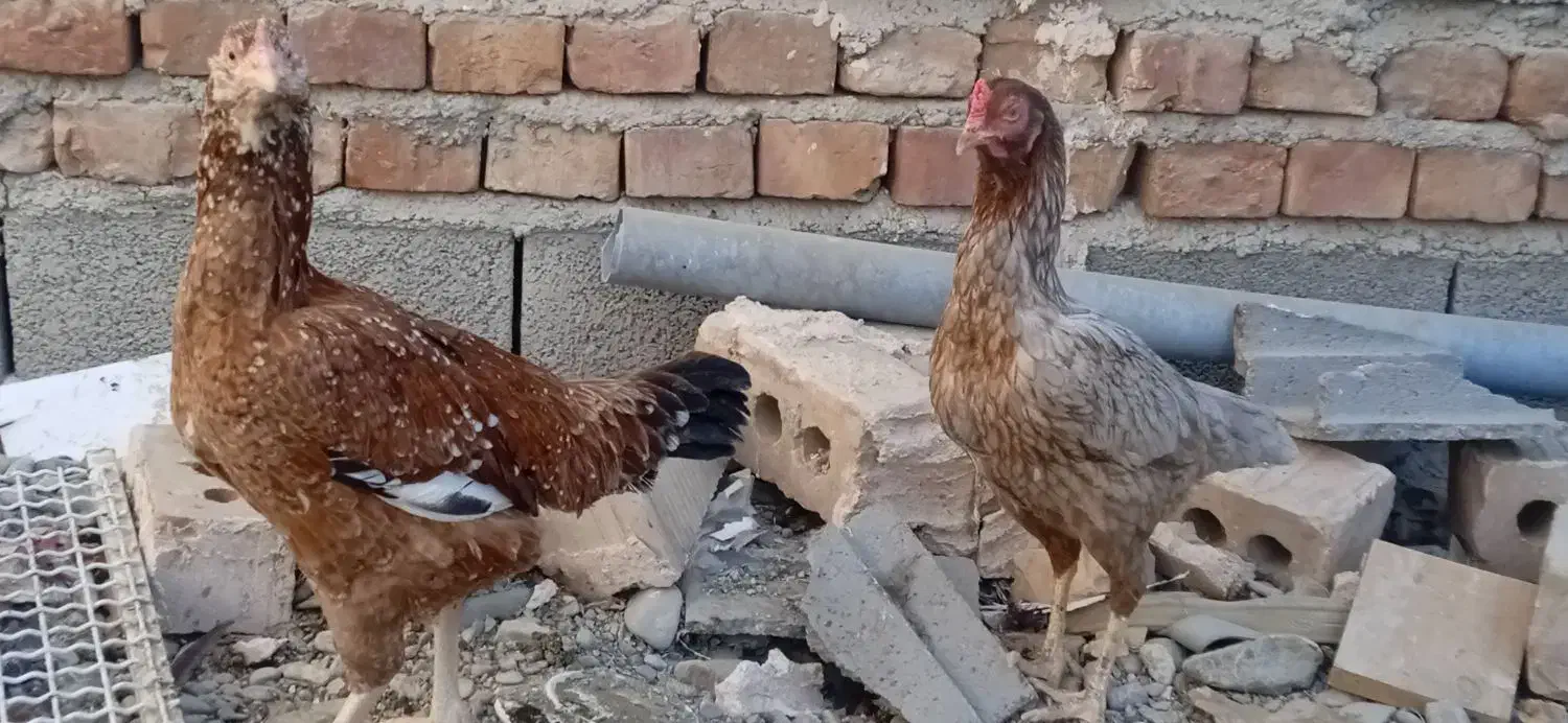 دوعدد مرغ|پرنده|ایرانشهر, |دیوار