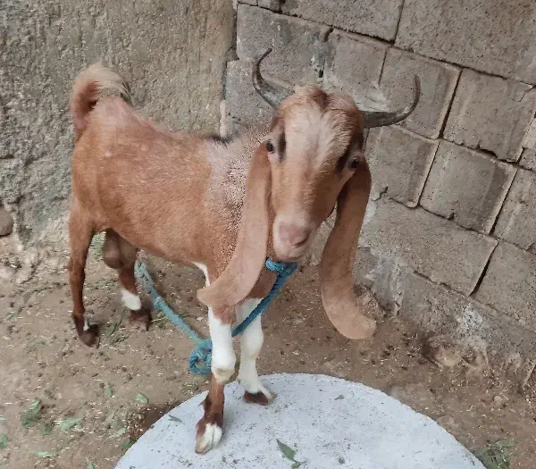 بز و پازن و کهره ماده|حیوانات مزرعه|بندر دیر, |دیوار