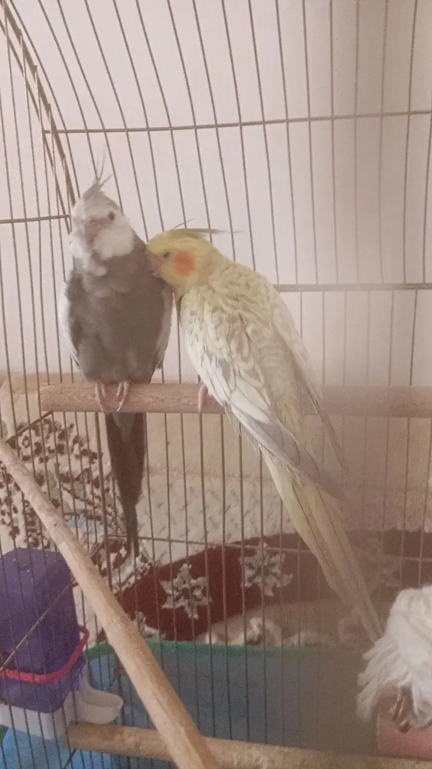 یک جفت عروس هلندی فروش یا معاوضه فقط با قناری مست|پرنده|کرمانشاه, |دیوار